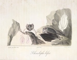 at nalı yarasa. Doğal Memelilerin Tarihinden (renkli taş) vampir yarasalar by French School