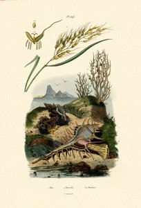 Pirinç, 1833-39 by French School