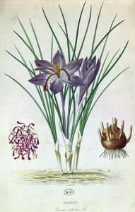 Safran (Çiğdem Sativus) by French School