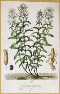 Saponaria officinalis, 19. yüzyıl (renkli gravür) by French School