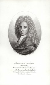 Sebastian Vaillant by French School