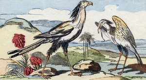 Yılanlı. "Buffon Alphabet des Oiseaux n 2" de gravür. 3. Serie N 2. Epinal