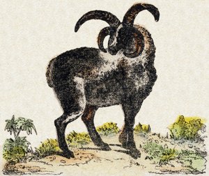 Koyun. “Alphabet des animaux sauvages”” üzerine gravür. 9. Seri. Epinal