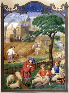 Koyun kesme ve hasat - minyatür, Orta Çağ. by French School