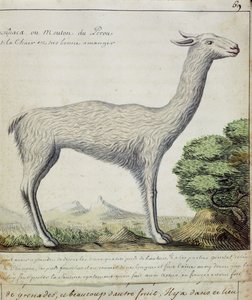 Peru Koyunu (Llama veya Alpaka) (kağıt üzerinde wc)