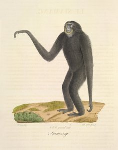 Siamang, Memelilerin Doğal Tarihinden (renkli taş) by French School