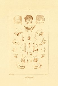 İskelet, 1833-39 by French School