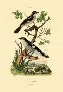 Güney Gri Örümcek Kuşu, 1833-39 by French School