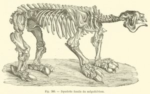Megatherium fosil iskeleti (gravür) by French School