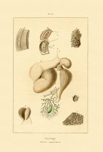 Mide, 1833-39 by French School