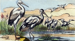 Leylek. "Buffon Alphabet des Oiseaux n 1" de gravür. 3. Serie N 1. Epinal