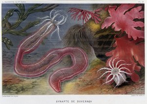 Sunapte de Duvernoy - Alfred Fredol'ün “Le Monde de la Mer”inde. ed. Paris, Hacette. by French School