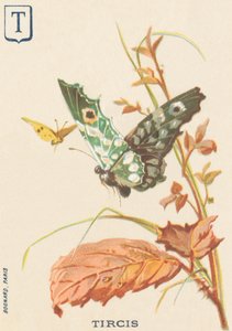 T: Tircis (Pararge aegeria) by French School