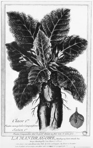 Mandrake by French School