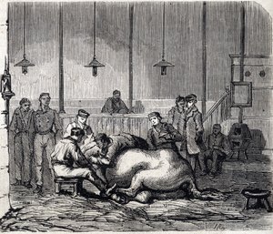 Alfort Ulusal Veteriner Okulu - Les grandes écoles de France - 1866 yılında Maison Alfort Veterinerlik okulu - Diseksiyon odası - 1866 tarihli “Le monde şanlı” gravür by French School