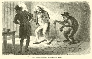 Bir Adamı Taklit Eden Orang-Outang (gravür) by French School