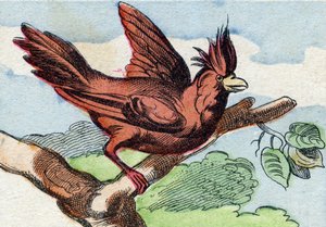 Kardinal. "Buffon Alphabet des Oiseaux n 2" de gravür. 3. Serie N 2. Epinal