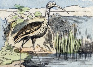 Kıvırcık. "Buffon Alphabet des Oiseaux n 2" de gravür. 3. Serie N 2. Epinal