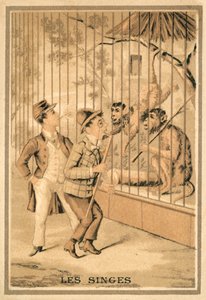 Maymunlar (chromolitho) by French School