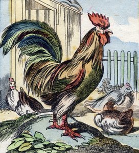 Horoz. "Buffon Alphabet des Oiseaux n 2" de gravür. 3. Serie N 2. Epinal