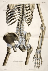 Toraks, açıklayıcı bir metin eşliğinde doğal boyutlara göre yapılmış insan vücudunun Anatomik plakalarından cte de Lasteyrie tarafından yayınlanmıştır by French School