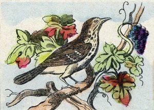 Pamukçuk. "Buffon Alphabet des Oiseaux n 1" de gravür. 3. Serie N 1. Epinal