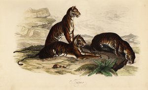 Kaplan, Panthera tigris by French School
