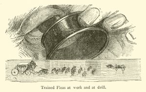 İş yerinde ve matkapta Eğitimli Pireler (gravür) by French School