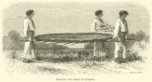 Nymphaea yaprağının taşınması (gravür) by French School