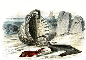 Trigle grondin (Trigle cuculus), mezgit (merlangius merlangus), raie grondin (dipturus batis) - Bernard Germain de Lacepede (1856-1925) tarafından Histoire Naturelle'den alınan plaka, P.Furme baskısı, Paris by French School
