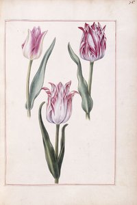 Laleler, 18. yüzyıl by French School