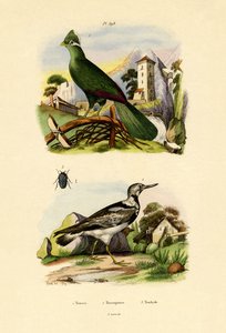 Turaco, 1833-39 by French School