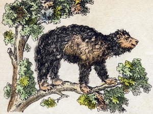 Unau (tembel). “Alphabet des animaux sauvages” içinde gravür. 9. Seri. Epinal'in görüntüsü, Pellerin, matbaa-yayıncı, 1870 dolaylarında. Ahşap üzerine gravürler, şablonla. 16 sayfa. Karartma: 20 x 15 cm. Özel koleksiyon by French School