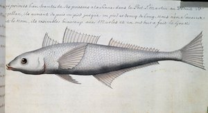 Bilinmeyen balık, Macellan Boğazı, Jacques Gouin de Beauchesne (1652-1730), Compagnie royale de la Mer du Sud