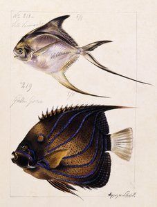 Velle... Vb, 1850 dolayları by French School