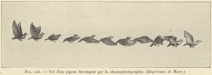 Kronofotografi ile çürümüş bir güvercin uçuşu by French School