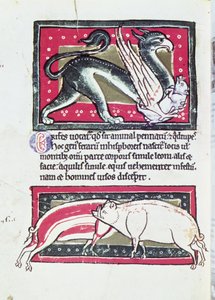 Yaban Domuzu ve Griffon, Saltykowchsh Edrin Bestiary
