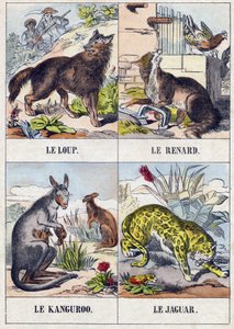Kurt; Tilki; kanguru ; Jaguar. "Buffon Alphabet des Animaux" gravürü. 3. Seri N 1. Epinal