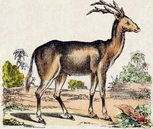 Xantarus. “Alphabet des animaux sauvages” içinde gravür. 9. Seri. Epinal
