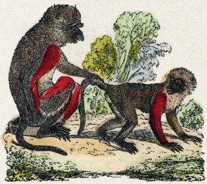 Yarques. “Alphabet des animaux sauvages”” üzerine gravür. 9. Seri. Epinal