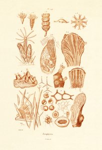 Zoofitler, 1833-39 by French School