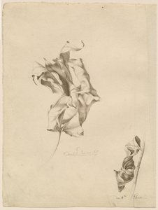Buruşuk Yapraklar by Friedrich Olivier