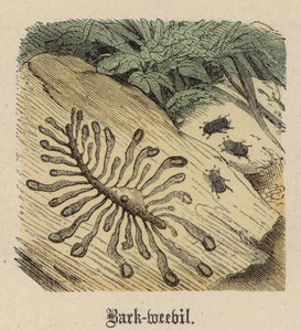 Kabuk böceği (renkli gravür) by Friedrich Specht