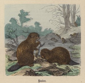 Kunduz (renkli gravür) by Friedrich Specht