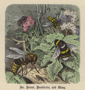 Bee, Hornet, Humble-bee ve Wasp (renkli gravür) by Friedrich Specht