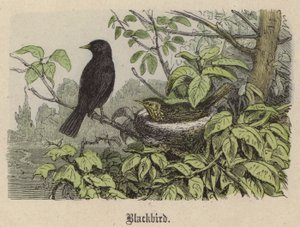 Kara kuş (renkli gravür) by Friedrich Specht