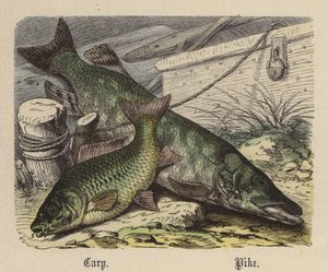 Sazan, Turna (renkli gravür) by Friedrich Specht