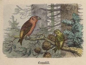 Crossbill (renkli gravür) by Friedrich Specht