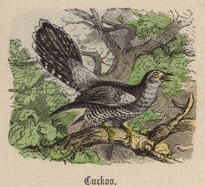Guguk kuşu (renkli gravür) by Friedrich Specht