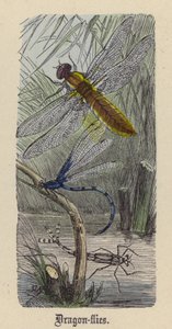 Yusufçuklar (renkli gravür) by Friedrich Specht